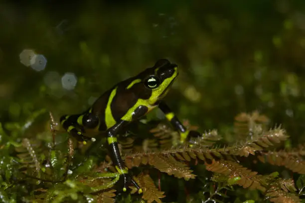 Atelopus limosus, the limosa harlequin frog is an endangered species of toad in the family Bufonidae endemic to Panama. Its natural habitats are stream banks in tropical moist lowland forests and rivers of the Chagres watershed in central Panama.