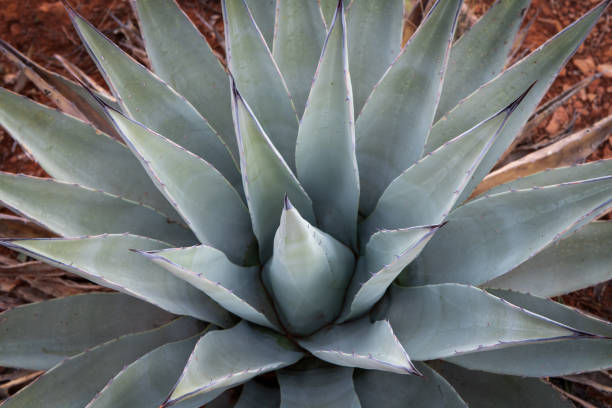 istock Agave plants in the desert 1188505304