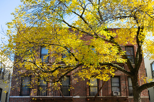 A tree with yellow colored leaves in front of an old brick residential building in Astoria Queens New York
