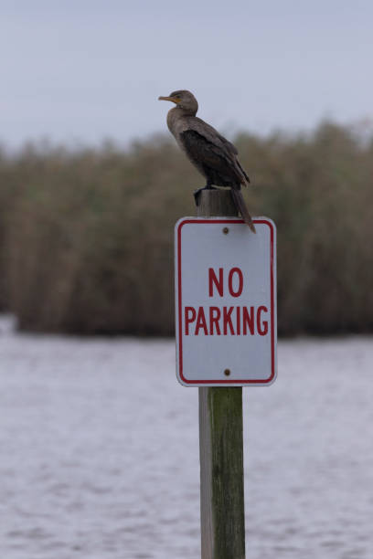 istock No Parking sign ignored by cormorant 1188506109