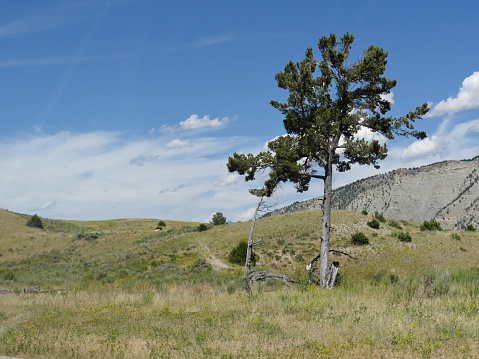 A young tree grows up near the roadside in a grassy patch near the Montana border at Yellowstone National Park, Wyoming.