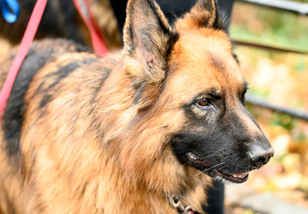 istock German Shepherd Looking at Something in Central Park 1188508116