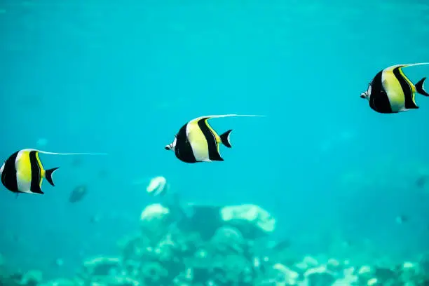 Moorish Idol fish swimming in the blue water