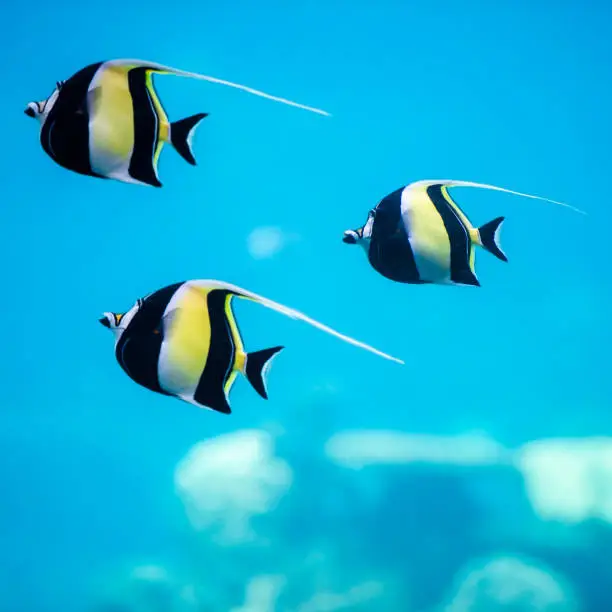 Moorish Idol fish swimming in the blue water