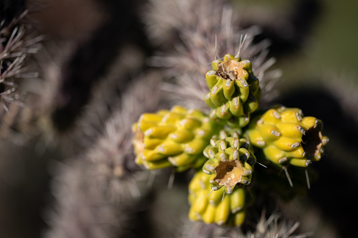 Cactus with yellow flowers