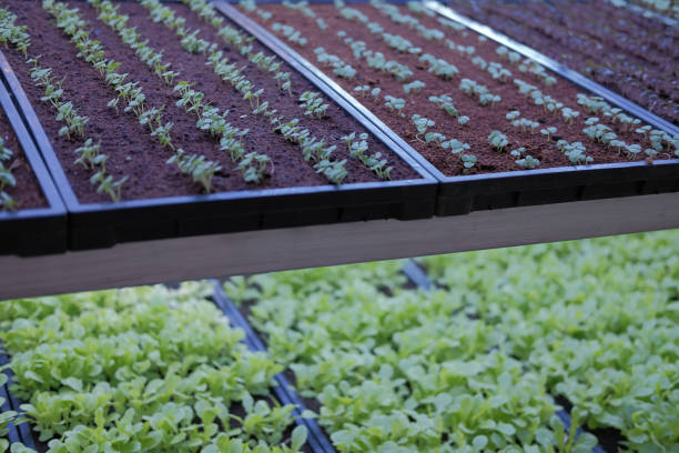 istock plant growing in smart indoor farm with artificial led light. phyto lamp for seedling & cultivation 1188510320