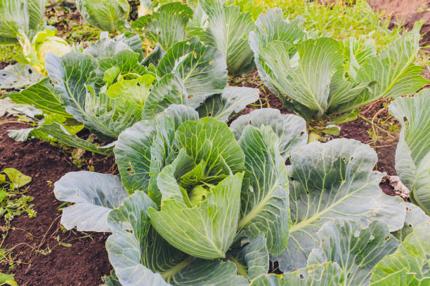 istock Cabbage plantation in the garden, on a sunny day. 1188510447