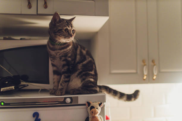 the cat runs around the kitchen at night and wakes the owners with noise. stock photo