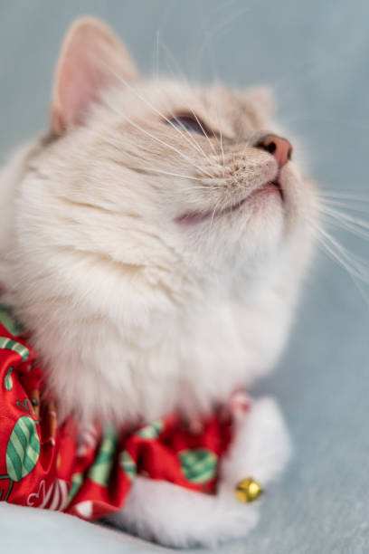 White birman cat in christmas outfit