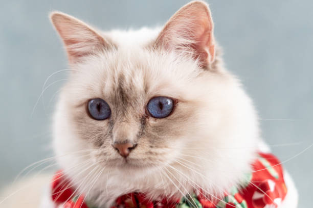 istock White birman cat in christmas outfit 1188510751