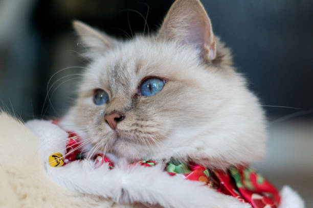 istock White birman cat in christmas outfit 1188510784