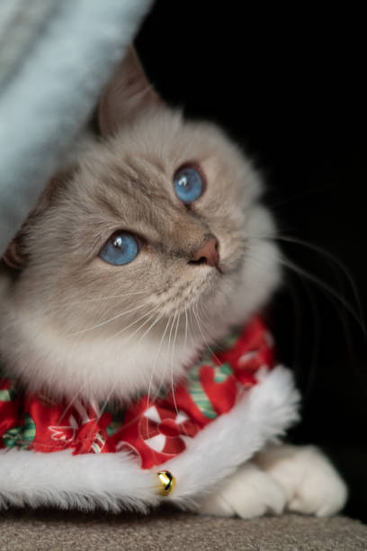istock White birman cat in christmas outfit 1188510808