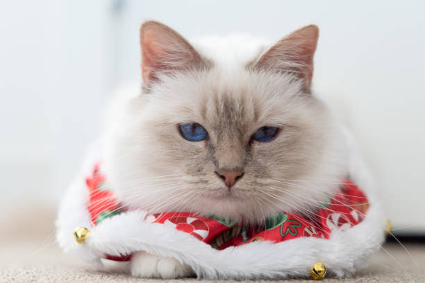 istock White birman cat in christmas outfit 1188510865