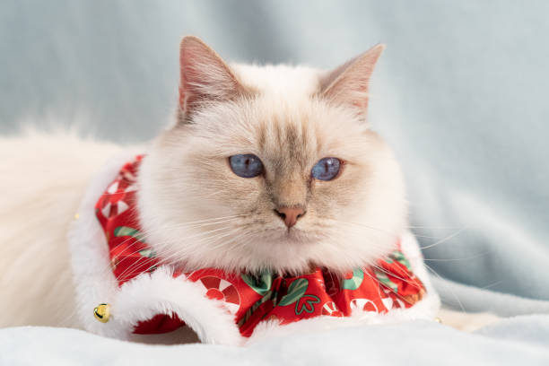 istock White birman cat in christmas outfit 1188510886