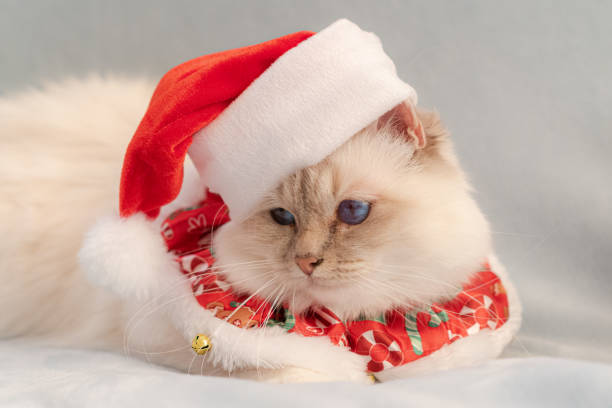 istock White birman cat in christmas outfit 1188510953