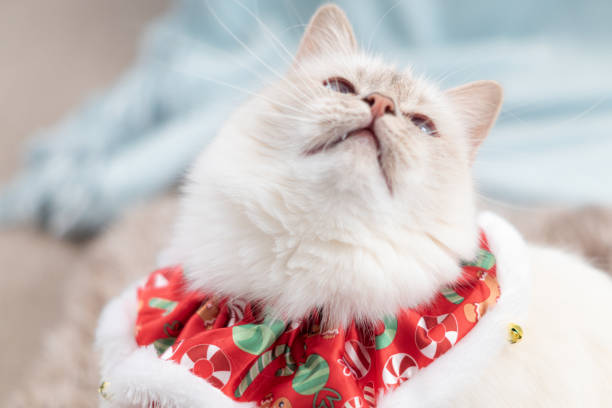 istock White birman cat in christmas outfit 1188511564