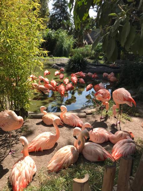 istock Community of flamingos 1188511788