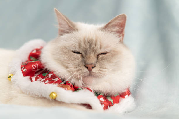 istock White birman cat in christmas outfit 1188511868