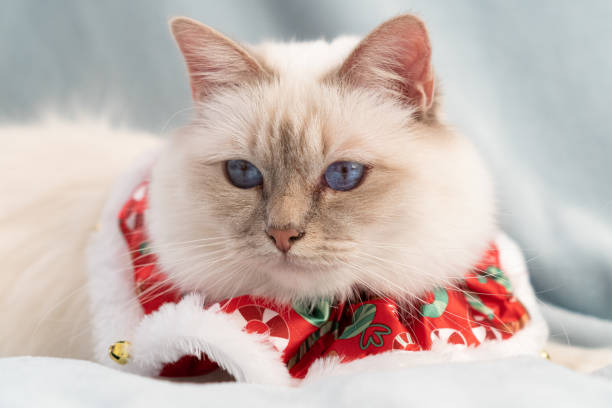 istock White birman cat in christmas outfit 1188512001