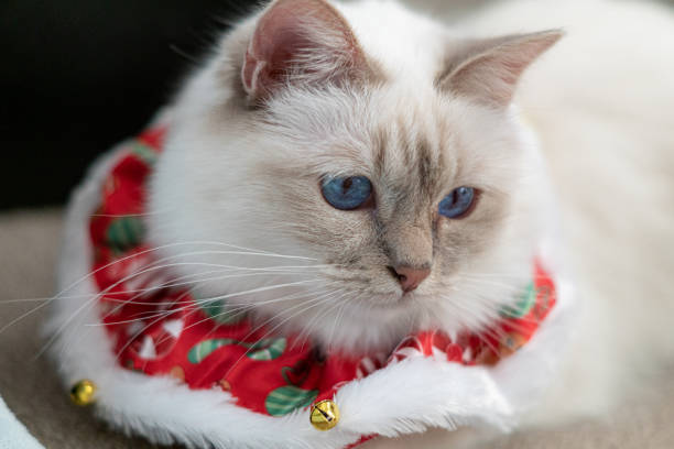 istock White birman cat in christmas outfit 1188512051
