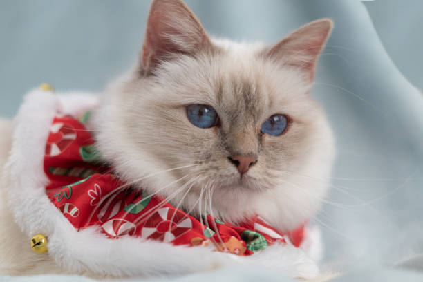 istock White birman cat in christmas outfit 1188512086