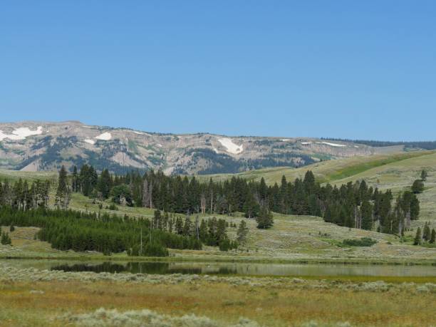 istock Scenic view of sloping hills with pine trees and snow on distant mountains at Yellowstone National Park. 1188512802