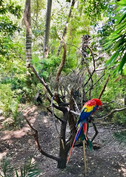 istock The parrot in the forest 1188513221