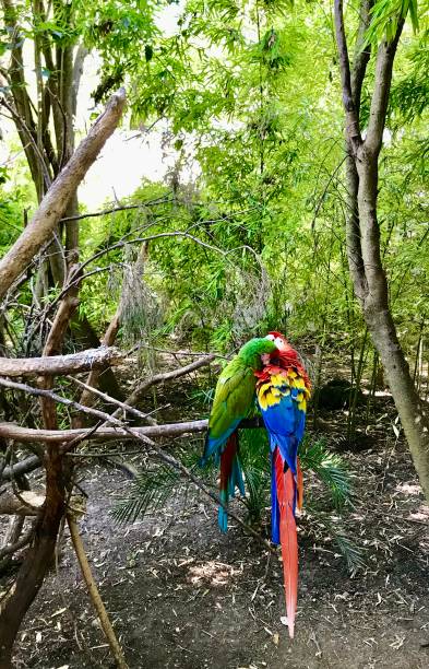 istock Couple of  parrots in the forest 1188513413