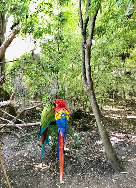istock Couple of  parrots in the forest 1188513961