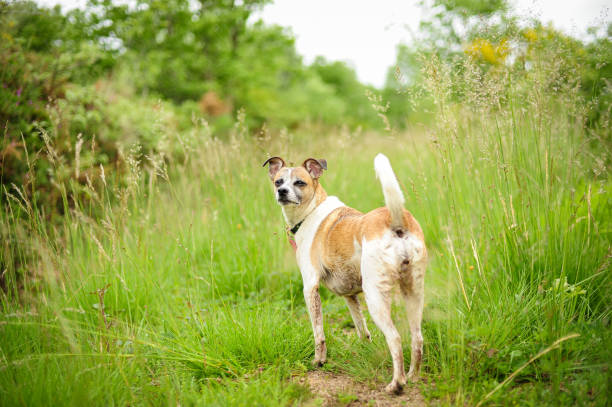 istock dog in the nature 1188517329