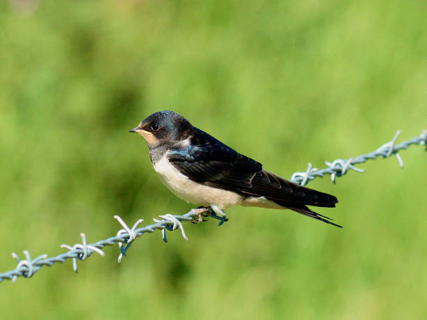 istock A Barn Swallow fledgling waits on barbed wire 1188519298