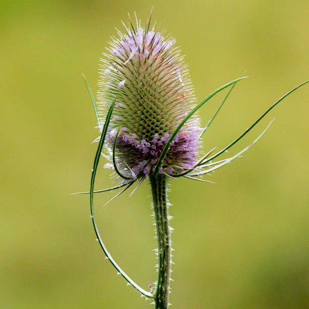 istock The spiny flower of a Teasel 1188519425