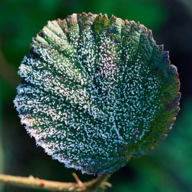 istock A leaf of a Hazel tree with frost crystals 1188519445