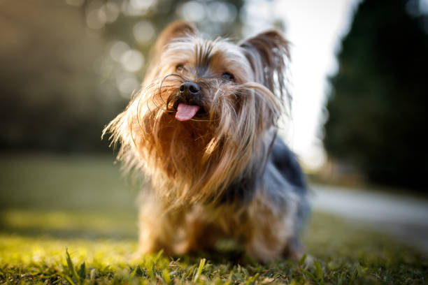 istock Dog sticking out the tongue 1188520622