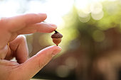 Holding a tiny acorn with fingers