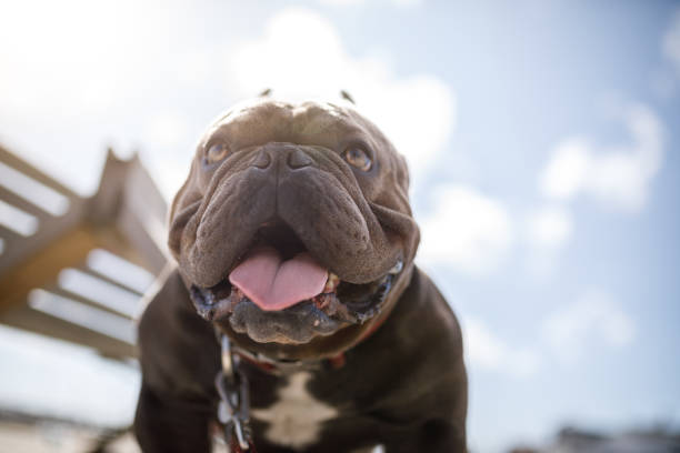 Pet
