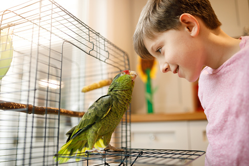 Nice connection between child and parrot.
