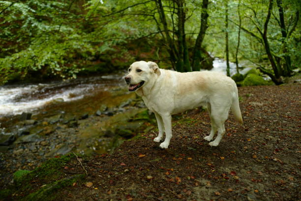 istock Labrador Retriever in Scotland 1188521674