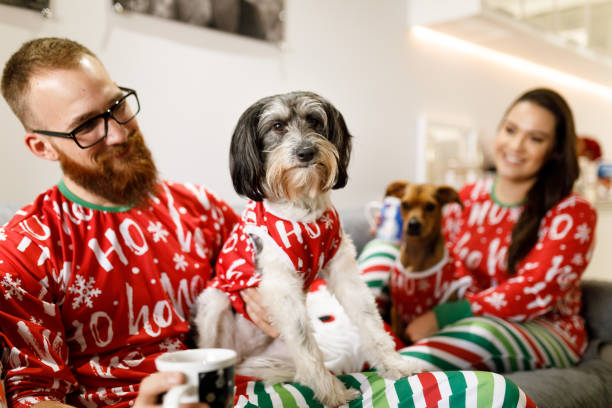 Couple celebrating christmas with dogs on sofa Family celebrating christmas. christmas sweater photos stock pictures, royalty-free photos & images
