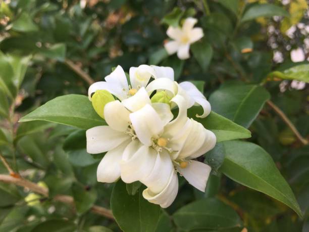 istock White flowers are fragrant bouquet. 1188524465