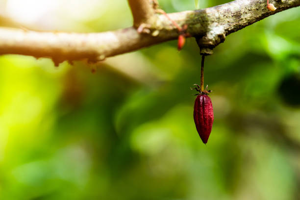 istock Cacao Tree (Theobroma cacao). Organic cocoa fruit pods in nature. 1188524500
