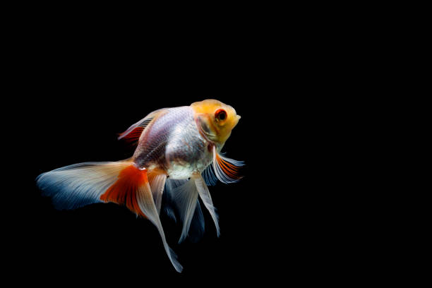 istock goldfish isolated on a dark black background 1188524533