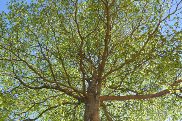 istock green leaf branchs of big tree in nature 1188527651