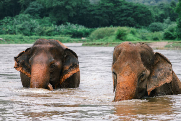 istock Asian Elephant in a nature at deep forest in Thailand 1188528984