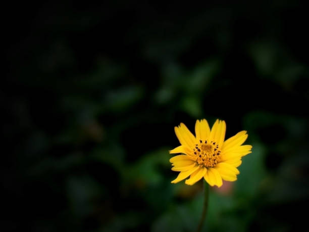 istock Bright bloom yellow flower in blur dark green grass background. Text space composition. 1188533219