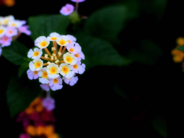 istock Bright bloom colorful flower in blur dark green grass background. Text space composition. 1188533222