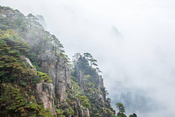 China Huangshan Scenic Area Landscape China Huangshan Scenic Area Landscape pinus hwangshanensis stock pictures, royalty-free photos & images