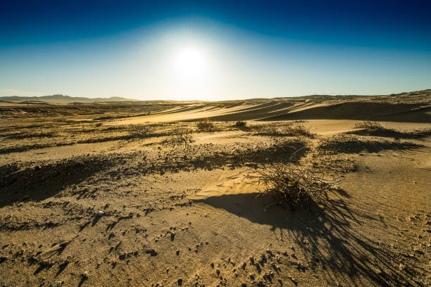 istock Sand dunes and desert plants in Namibia 1188535832