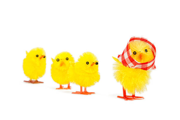 hen and little fluffy chickens walk on the lush green grass in the farm yard on a Sunny spring day