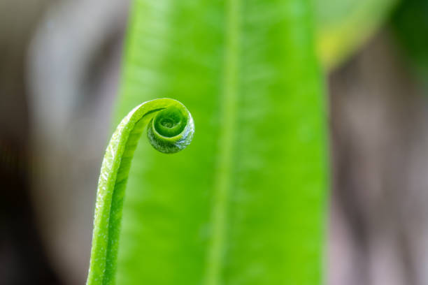 green fern leaves on green background